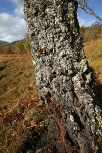 In this image of the same birch tree, the brown area of goat moth larvae activity can be seen at the bottom of the trunk.