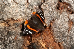 This red admiral, and the fly below it, were both atrracted to feed on the brown glistening frass-sap mixture at the bottom of the image.