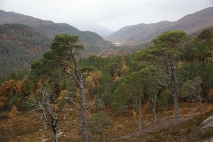 View over the canopy of Scots pines, looking further west in Glen Strathfarrar.