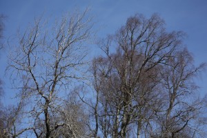 When they are leafless like this, an aspen tree (Populus tremula) (left) is still readily distinguishable from a birch (right) by the shape and pattern of its branch structure.