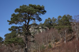 Scots pines and birches in the sunshine.