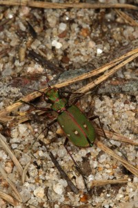 Another view of the green tiger beetle (Cicindela campestris).