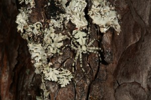 The lichen running spider (Philodromus margaritatus) is easier to see here, as it has moved off the lichen and on to the bark of the tree, where its camouflage is not effective.