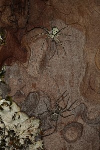 Here, the female lichen running spider (top) I'd been following down the tree encountered a male (bottom), who is distinguished by his palps - the boxing glove-like appendages in between his legs.