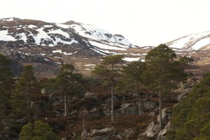 This was the view back across the valley, to some old pines and the snow-covered hills on the north side of the glen.