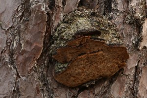 Bracket fungus (Phellinus pini) on the trunk of a Scots pine.