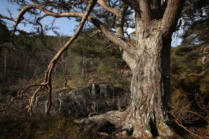This large Scots pine, growing beside the Farrar River, is one of my favourites in the glen.