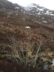 This solitary rowan, growing in a gully with the peak of Spidean Mialach behind, was quite large, given the elevation it was growing at.