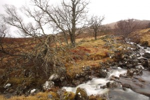 These birches looked in better health than those lower down the watercourse.