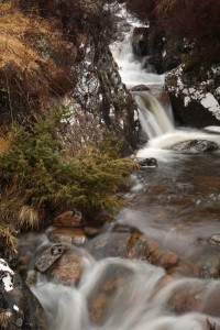 The presence of this juniper bush (Juniperus communis) beside the burn seemed like a minor miracle, and brought a smile to my face.