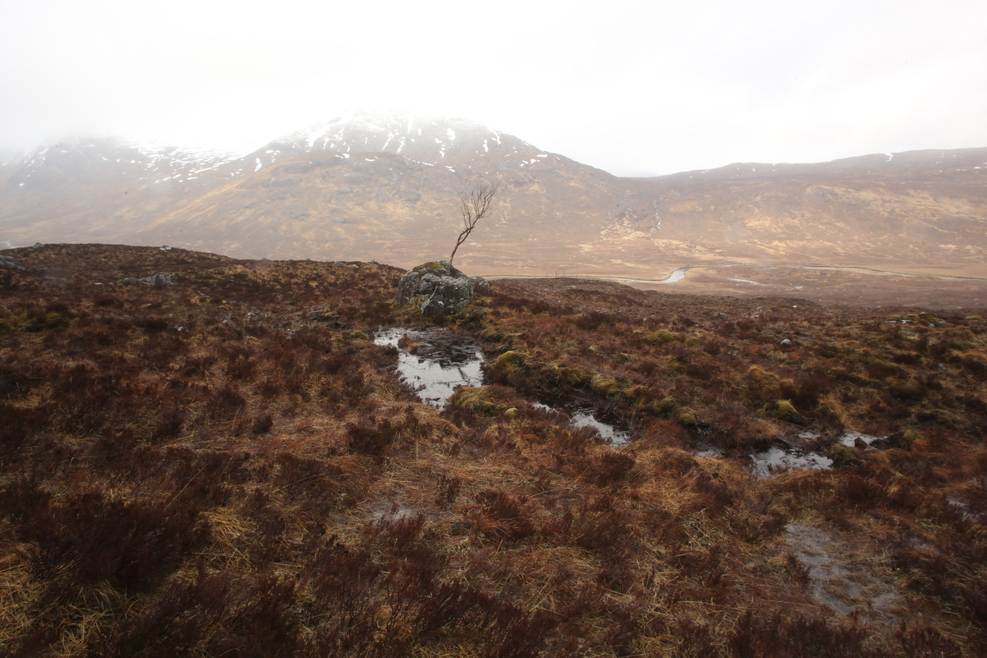 In search of Scotland’s oldest pines