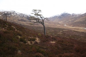 Many of the old pines, which were widely scattered in the landscape,  were dead or dying, like these ones.
