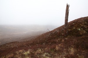 This was a particularly depressing sight, showing how the pinewood remnant has been shrinking due to the loss of old trees like this one.