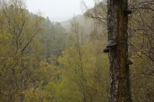 Tinder fungi (Fomes fomentarius) on the trunk of a dead birch, with the bright green foliage of other birches behind, near Badger Falls in Glen Affric.