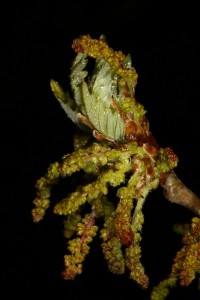 The unfolding of the catkins was more advanced from this bud.