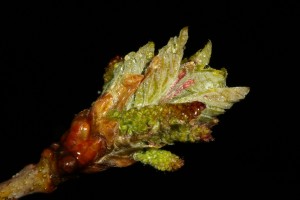 Bursting buds of an oak tree (Quercus petraea) near Badger Falls, showing the new leaves and catkins about to unfold.