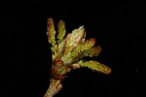 Here, in this slightly more advanced bud burst, the catkins are beginning to droop downwards, outside the young leaves.