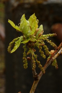 Here, the leaves are beginning to open, above the catkins, which are almost fully open.