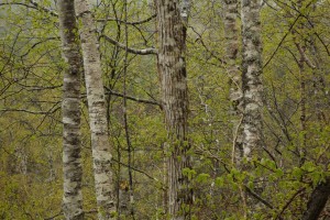 New leaves of a hazel tree (Corylus avellana) in front of the trunks of birches (Betula spp.) and a goat willow (Salix caprea).