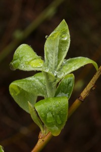 Another close view of the new leaves of the goat willow.