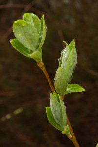 New leaves of a goat willow (Salix caprea) opening out.
