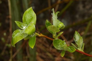 Some of the opening leaves of the goat willow (Salix caprea had raindrops delicately poised on them.