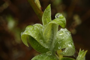 Close view of the newly-unfurling leaves of the goat willow, with raindrops balanced on some of them.