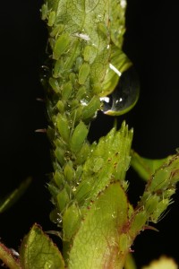 Aphids (possibly Metopolophium dirhodum) and a raindrop on the stem of the dog rose.