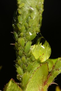 Closer view of the aphids (possibly Metopolophium dirhodum) and the raindrop.