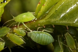 Higher magnification view of the aphids (possibly Metopolophium dirhodum) on the dog rose stem.
