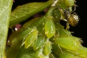 Aphids (possibly Metopolophium dirhodum) and an immature spider on the dog rose.