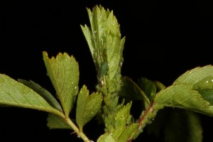 Detail of the foliage of the dog rose, with aphids (possibly Metopolophium dirhodum) feeding on the plant's stem.