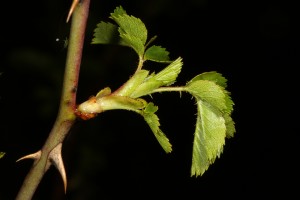 Detail of a dog rose (Rosa canina) showing the newly-emerged leaves and characteristic thorns on the stem.