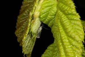Aphid (probably the birch aphid, Euceraphis punctipennis) on the leaves of a hazel tree.