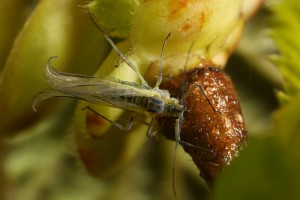 Closer view of the aphid (probably the birch aphid, Euceraphis punctipennis) on a bud of the hazel.