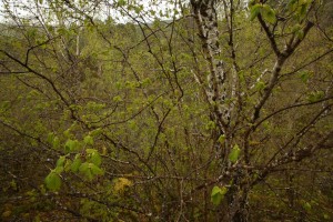 Hazel tree (Corylus avellana) with its new leaves emerging.