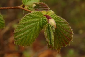 Newly-opening leaves of a hazel tree (Corylus avellana) near Dog Falls in Glen Affric.