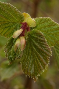 Opening leaves of a hazel tree (Corylus avellana).