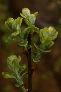 Another view of the new leaves of the eared willow (Salix aurita).