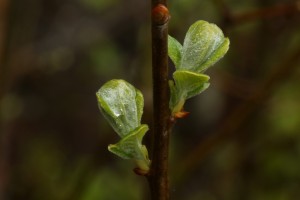 Emerging leaves of an eared willow (Salix aurita).