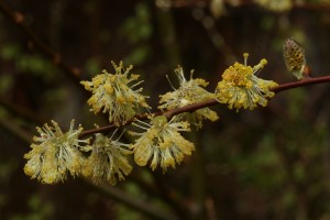 These male flowers on the eared willow (Salix aurita) were rather droopy because of the recent rain.