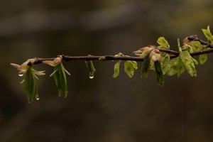 New leaves and ripening seeds of a wych elm (Ulmus glabra) between Badger Falls and Dog Falls.