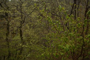Here, the new leaves and seeds of the wych elm on the left are obviously different from the new leaves of the hazel on the right.
