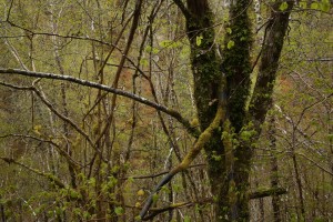 Trunks of a goat willow (Salix caprea) covered in tree lungwort (Lobaria pulmonaria), amongst the stems and new leaves of hazel trees in the Affric River gorge at Dog Falls.