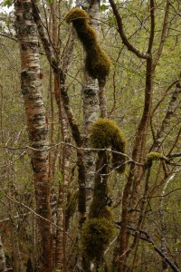 Trunks of birch trees amongst the foliage and trunks of hazels, covered in pendulous wing-moss (Antitrichia curtipendula) in the Affric River gorge below Dog Falls.