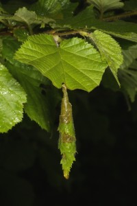 Another view of the cut hazel leaf and the hanging leaf roll.
