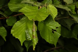 Rolled section of a hazel leaf (Corylus avellana) hanging down from the rest of the leaf.