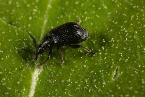Another view of the birch leaf roller (Deporaus betulae) cutting the downy birch leaf.