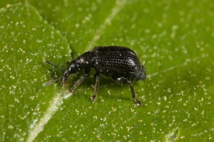 Birch leaf roller (Deporaus betulae) cutting a downy birch leaf in Glen Affric.