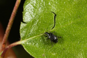 Birch leaf roller (Deporaus betulae) cutting the leaf of a downy birch.